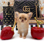 Venezia Red Sable Girl