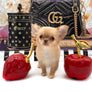 Venezia Red Sable Girl