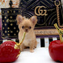 Venezia Red Sable Girl