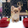 Venezia Red Sable Girl