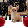 Venezia Red Sable Girl