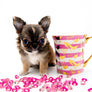 βMeet Zoey β The Future of Puppy Companionship is Here!β