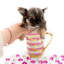 βMeet Zoey β The Future of Puppy Companionship is Here!β