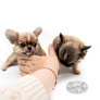 βMeet Zoey β The Future of Puppy Companionship is Here!β