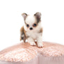 “Introducing Mila – The Ultra-Rare Cloned Program Puppy No One Else Can Offer!”