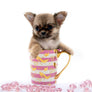 “Meet Bell – The World’s First Ultra-Rare Teacup Puppy You’ll Never Find Again!”