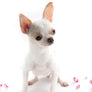 “Meet Amara – Fully Grown, Tiny, and Trained to Perfection"