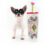 βLumi Is Here β Ultra-Rare, Fully Grown Teacup Chihuahua Beauty πΎβ