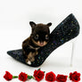 Prima Donna Micro LC Choco Girl