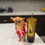Sandy 1y Old Tiny Girl