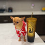 Sandy 1y Old Tiny Girl