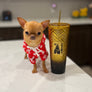 Sandy 1y Old Tiny Girl