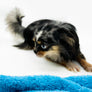 Alma Micro Blue Merle Boy