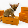 Fifi Red sable SC Boy