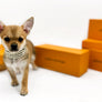 Fifi Red sable SC Boy
