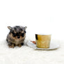 Chanel Micro Blue Merle Girl