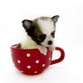 Panda Sally LC Girl