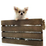 Panda Sally LC Girl