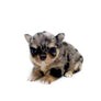 Chanel Micro Blue Merle Girl