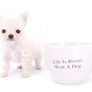 Suri Micro Teacup LC White Boy