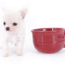 Suri Micro Teacup LC White Boy