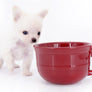 Suri Micro Teacup LC White Boy