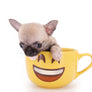 Milan West Teacup SC Blue Fawn Boy