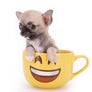 Milan West Teacup SC Blue Fawn Boy