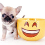 Milan West Teacup SC Blue Fawn Boy