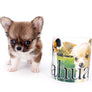 Miny is a micro teacup LC Sable Boy
