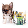 Miny is a micro teacup LC Sable Boy