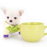 Suri Micro Teacup LC White Boy