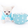 Suri Micro Teacup LC White Boy