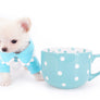 Suri Micro Teacup LC White Boy