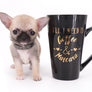 Milan West Teacup SC Blue Fawn Boy