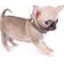 Milan West Teacup SC Blue Fawn Boy