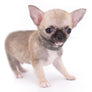 Milan West Teacup SC Blue Fawn Boy