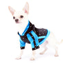 Liam Marcus Teacup Short Muzzle SC Boy