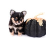 Melanie Micro Teacup Tricolor Girl