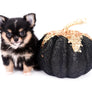 Melanie Micro Teacup Tricolor Girl