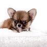 Miny is a micro teacup LC Sable Boy
