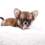 Miny is a micro teacup LC Sable Boy