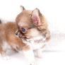 Miny is a micro teacup LC Sable Boy