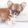Miny is a micro teacup LC Sable Boy