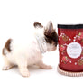 Lilly Nelly Extreme Short Muzzle White Chocolate Girl