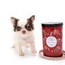 Lilly Nelly Extreme Short Muzzle White Chocolate Girl