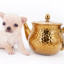 Arian Micro Teacup Extreme Short Muzzle Boy