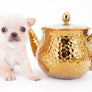 Arian Micro Teacup Extreme Short Muzzle Boy