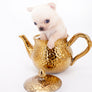 Arian Micro Teacup Extreme Short Muzzle Boy