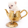 Arian Micro Teacup Extreme Short Muzzle Boy